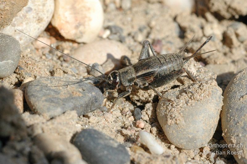 Modicogryllus frontalis ♀ - DE, Baden-Württemberg, Buggingen, 12.05.2007