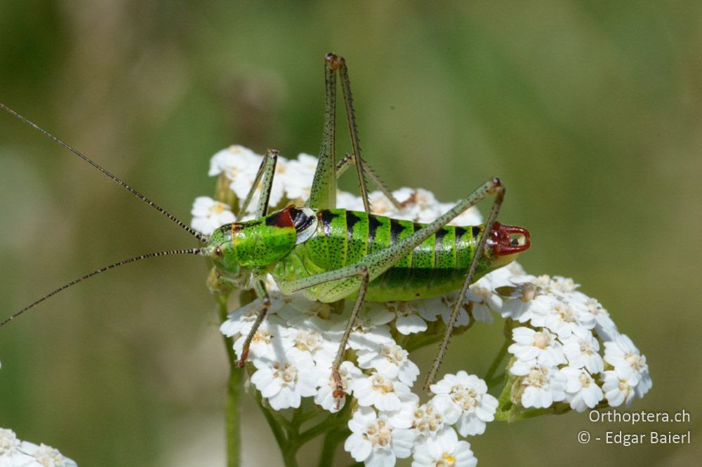 Poecilimon thoracicus ♂ - BG, Blagoevgrad, Waldlichtung vor Raslog bei Bansko, 14.07.2018