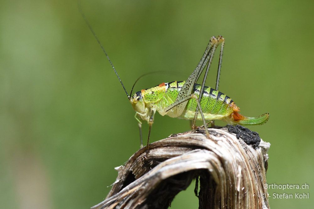 Poecilimon thoracicus ♀ - BG, Blagoewgrad, Bergwiese bei Pass nach Pirin, 12.07.2018