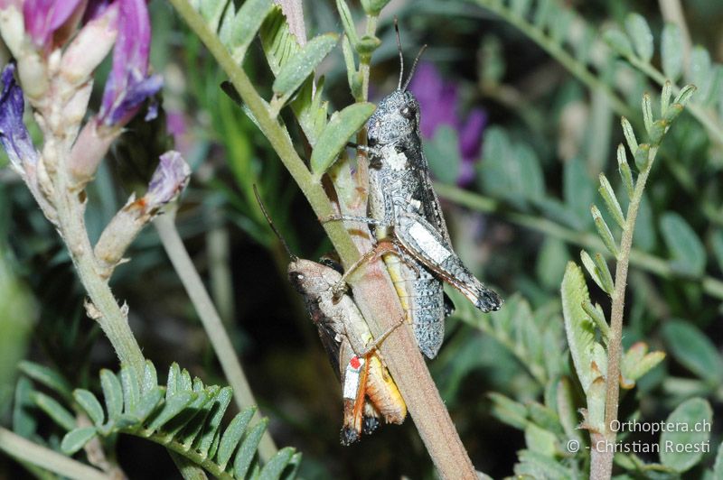 Mit Leuchreflexfolie markierte ♂ und ♀ von Chorthippus pullus am Schlafplatz - CH, VS, Salgesch, 17.06.2007