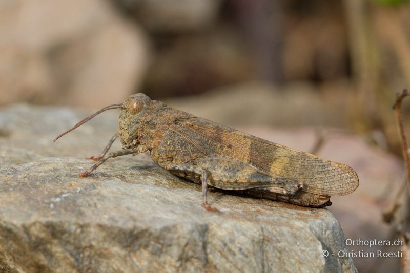 Oedipoda germanica ♀ - FR, Pyrénées-Orientales, Banyuls, 23.09.2009