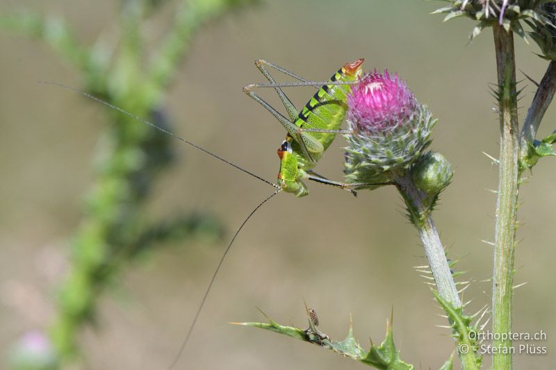 Poecilimon thoracicus ♂ - GR, Zentralmakedonien, Mt. Vrondous, 09.07.2017