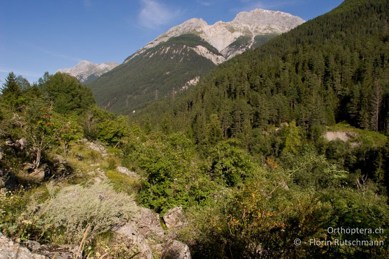 Strukturreicher Südhang mit Geröllfeldern - CH, GR, Sent, 16.08.2008