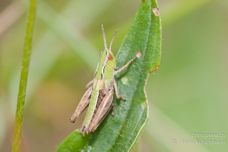 Larve von Stenobothrus lineatus - CH, SH, Merishausen, 04.06.2011