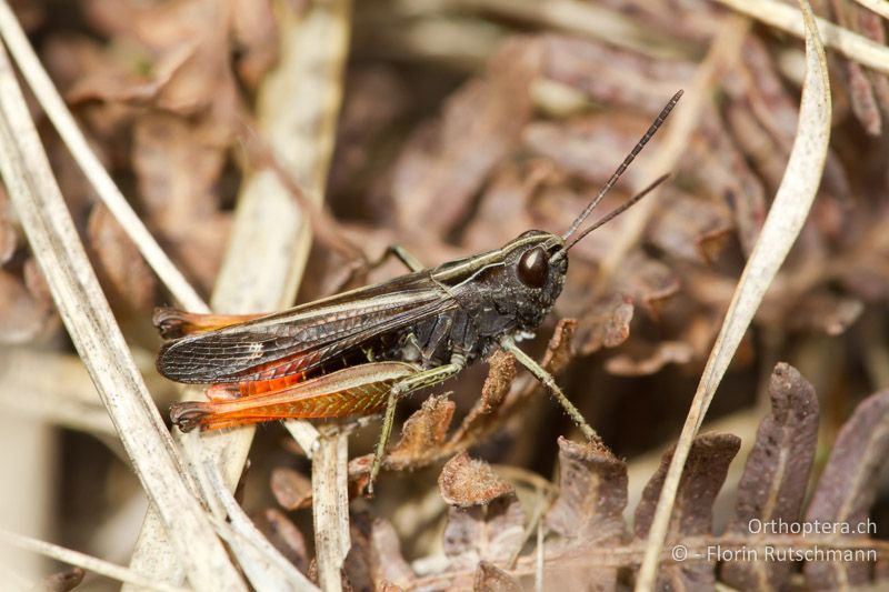 Omocestus rufipes ♂ - CH, TI, Cardada, 28.10.2011