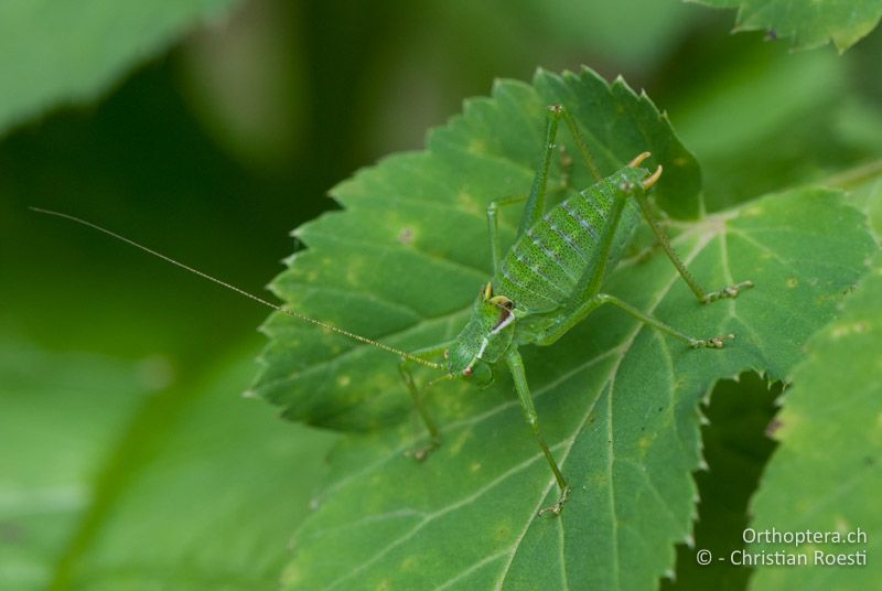 Männliche Larve von Poecilimon gracilis, sie gleicht denjenigen von Isophya brevicauda - AT, Kärnten, Neuhaus, 24.06.2010