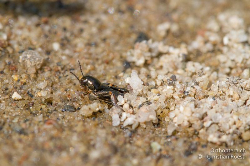 Xya pfaendleri ♂ - GR, Ostmakedonien, Elaia, 17.05.2013