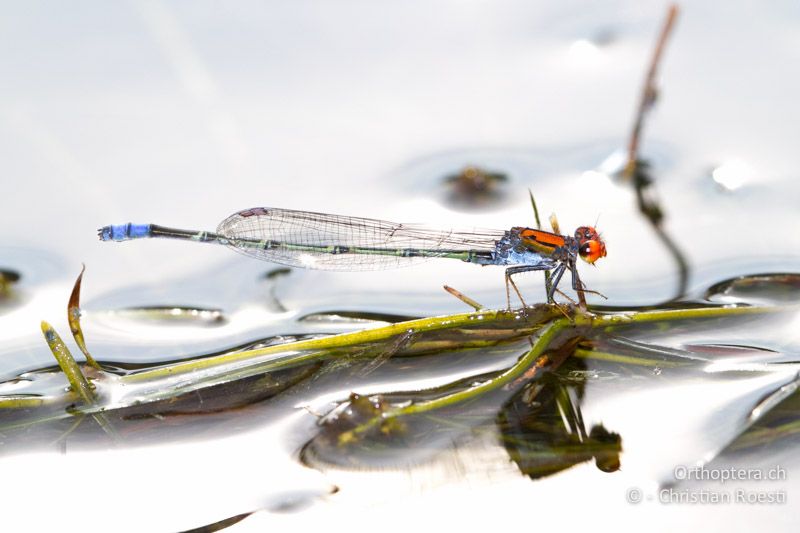 Pseudagrion cf. vaalense, Vaal Sprite ♂ - SA, Mpumalanga, Matibidi, Blyde Canyon Forever Resort, 09.01.2015