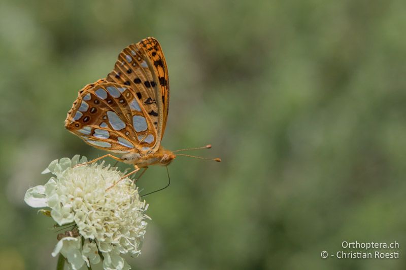 Kleiner Perlmutterfalter, Issoria lathonia - GR, Westmakedonien, Pisoderi am Mt. Varnous, 12.07.2017