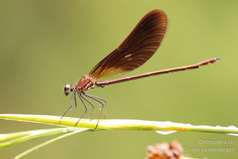 ♂ von Calopteryx haemorrhoidalis am Canal de Vergière - FR, Crau, 07.07.2014