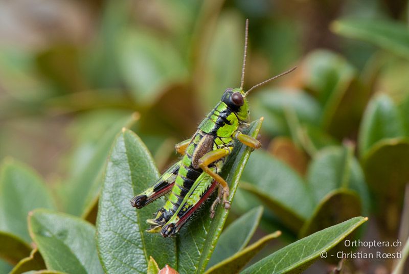 Miramella alpina ♂ - CH, SG, Gamserrugg, 05.09.2010