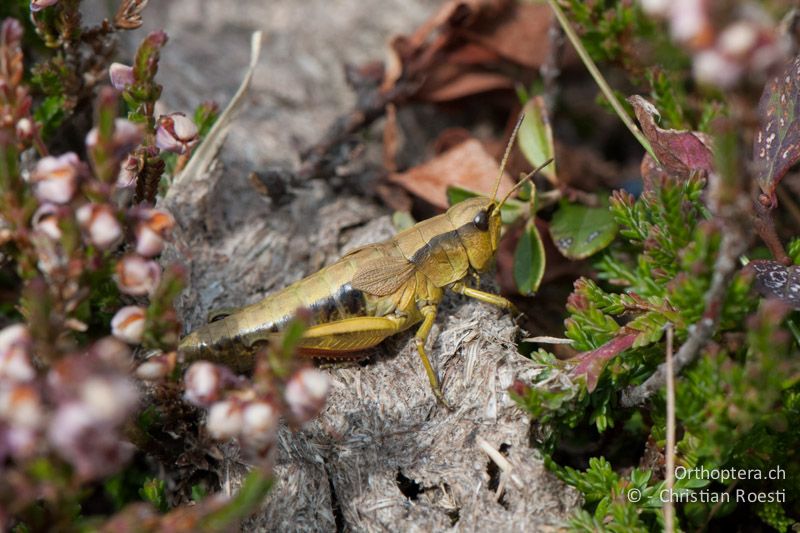 Podismopsis keisti ♀ - CH, SG, Gamserrugg, 05.09.2010