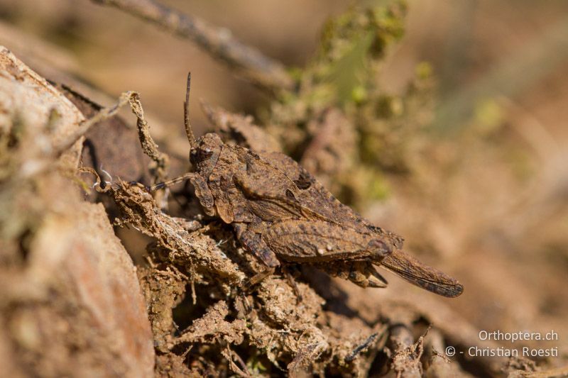 Tetrix depressa ♂ - FR, Ardèche, Rosières, 20.02.2013