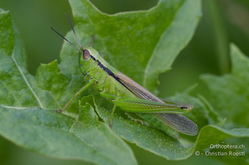 Mecostethus parapleurus ♀ - CH, BL, Diegten, 14.08.2013