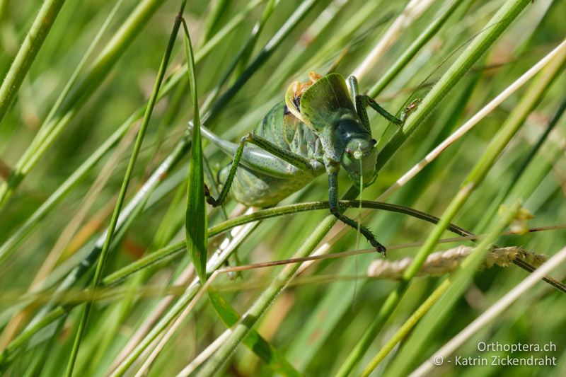 Gewöhnliche Wanstschrecke (Polysarcus denticauda), Männchen