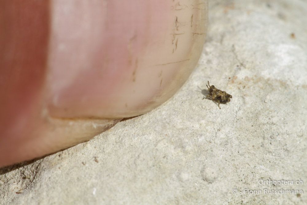 Frisch geschlüpfte Larve der Mittelmeer-Dornschrecke (Paratettix meridionalis) - Bei Neraida, 21.07.2011