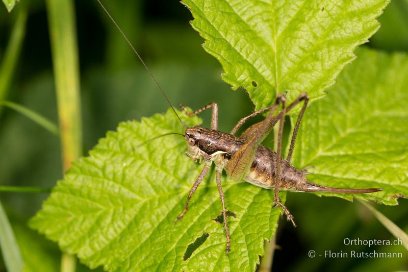 Pachytrachis gracilis ♀ - HR, Istrien, Roc, 01.08.2014