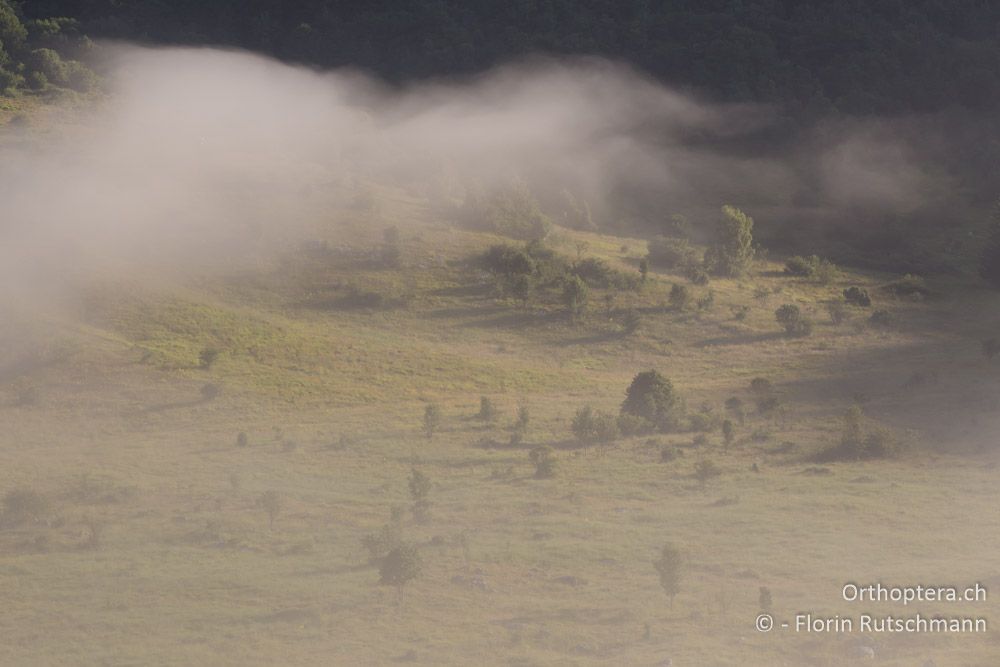 Nebel durchzieht die Weidelandschaft - HR, Istrien, Učka-Gebirge, 02.08.2014