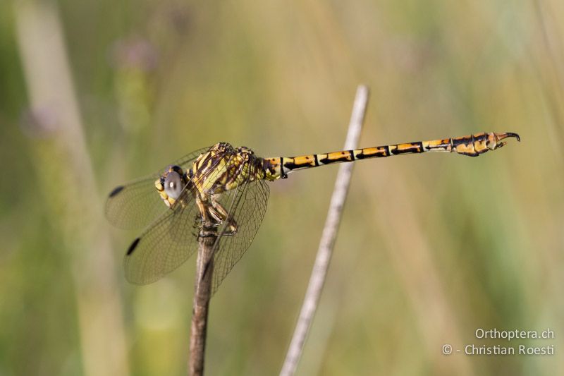 Paragomphus cognatus, Rock Hooktail ♂ - SA, Mpumalanga, Dullstroom, Field & Stream Lodge, 12.01.2015