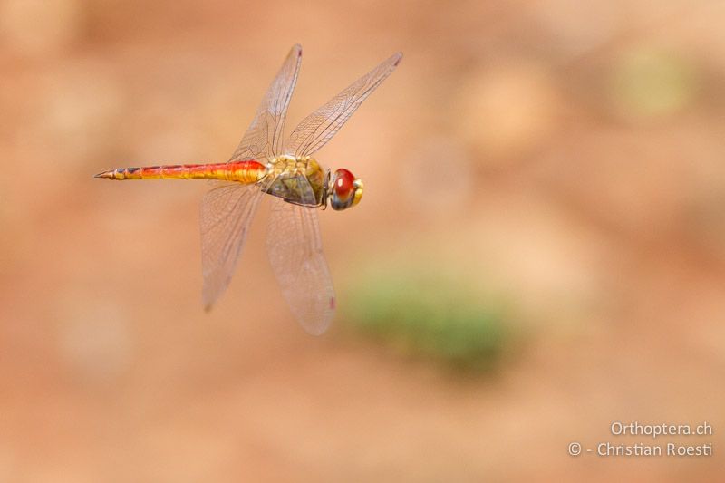 Pantala flavescens, Pantala ♂ - SA, Gauteng, Pretoria National Botanical Garden, 16.01.2015