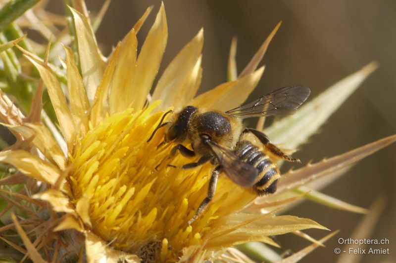 Megachile albisecta - HR, Istrien, Premantura, 22.07.2015