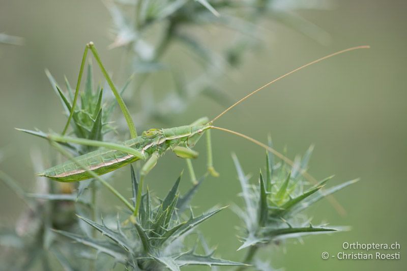 Saga campbelli ♂ - BG, Chaskowo, Matochina, 09.07.2018