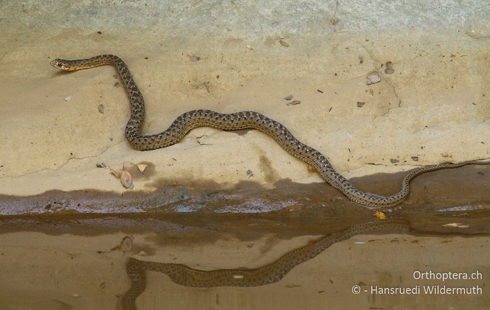 Europäische Eidechsennatter (Malpolon monspessulanus insignitus) juv. - GR, Thessalien, nördlich Meteora, 14.07.2014