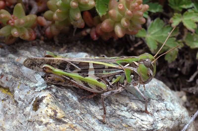 Oedaleus decorus ♀ - CH, VS, Gampel, 06.07.2007