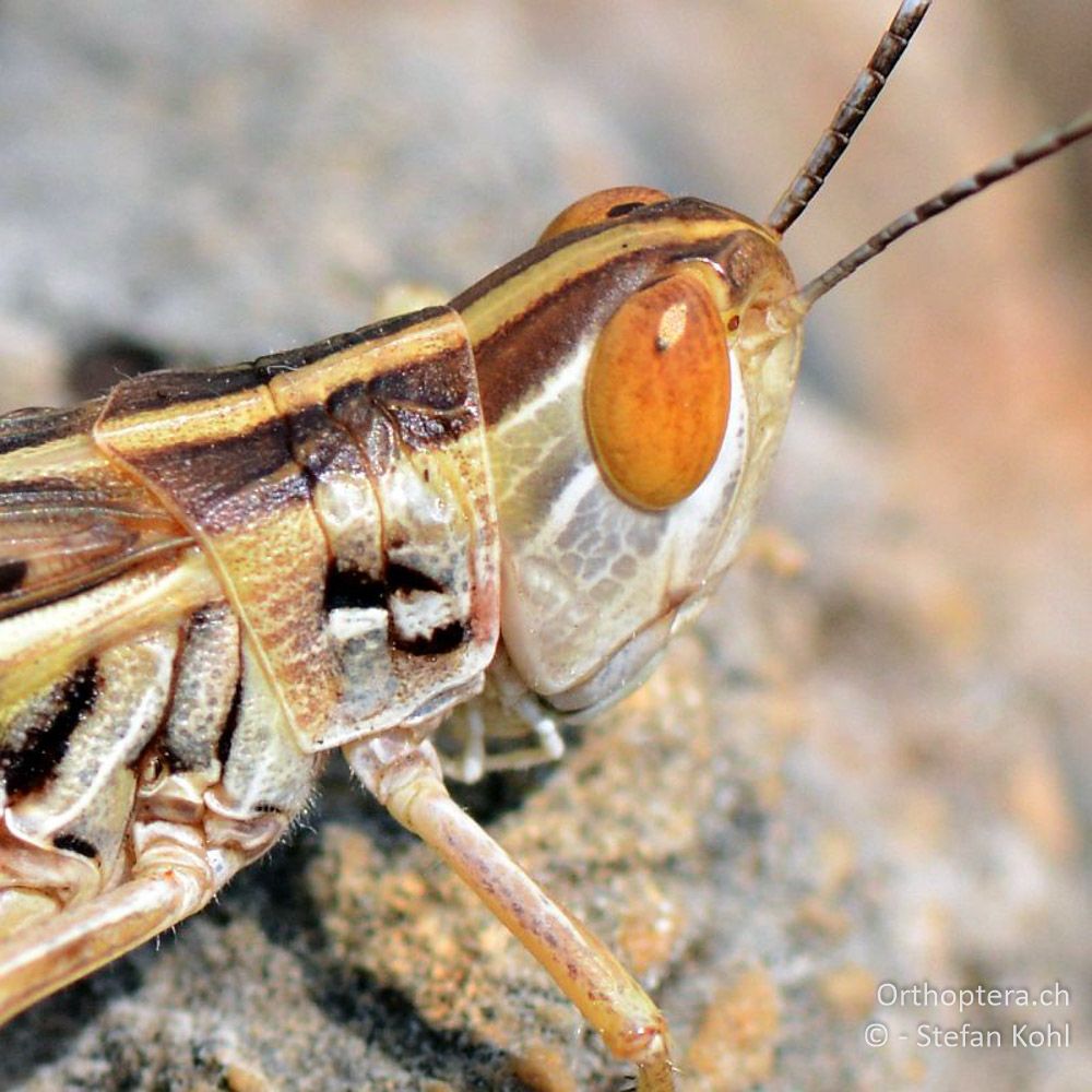 ♂ von Ramburiella turcomana - GR, Westmakedonien, Klidi, 09.07.2013