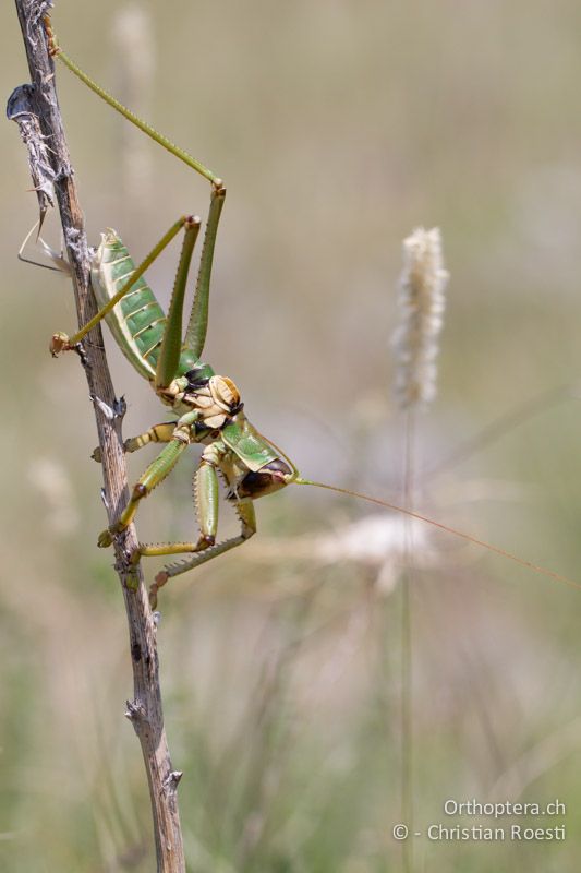 Das Objekt der Begierde. Saga natoliae ♂ - GR, Zentralmakedonien, Alistrati, 07.07.2013