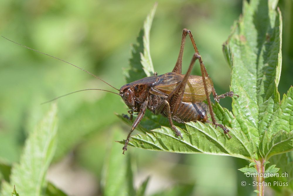 Zeuneriana marmorata ♂ - SLO, Osrednjeslovenska, Ig, 18.07.2015