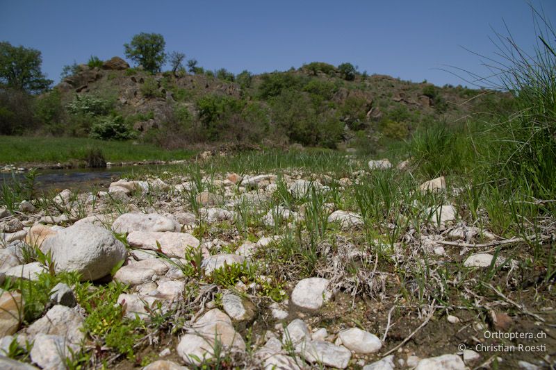 Mikrohabitat von Tetrix bolivari und Paratettix meridionalis bei Jerusalimovo, 25.04.2012