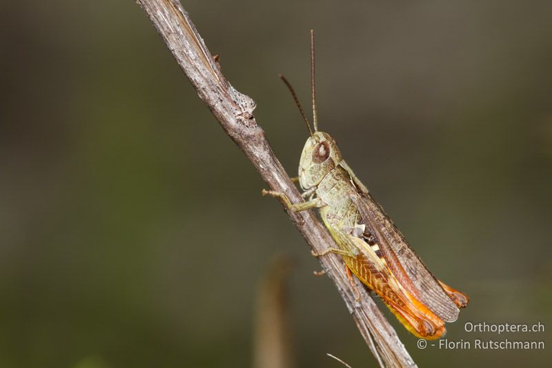 Chorthippus vagans ♂ - CH, VS, Jeizinen, 10.08.2013