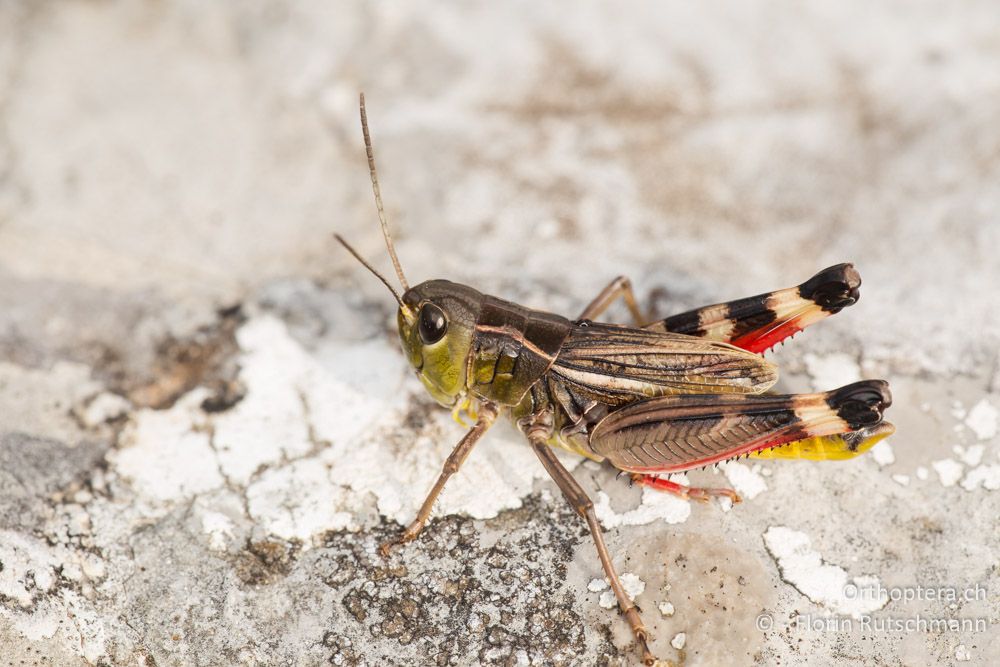 Höckerschrecken-Männchen Arcyptera brevipennis brevipennis - HR, Lika-Senj, Velebit Nationalpark, 28.07.2014