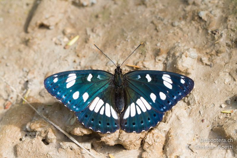 Blauschwarzer Eisvogel (Limenitis reducta) bei der Aufnahme von Nährstoffen - HR, Istrien, Brgod, 05.06.2014