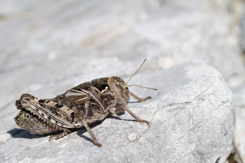 Prionotropis hystrix hystrix ♀ - HR, Primorje-Gorski, Učka, 11.06.2014