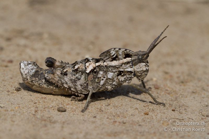 Pamphagid (Hoplolopha sp.) - SA, Limpopo, Tzaneen, Kurisa Moya Lodge, 07.01.2015