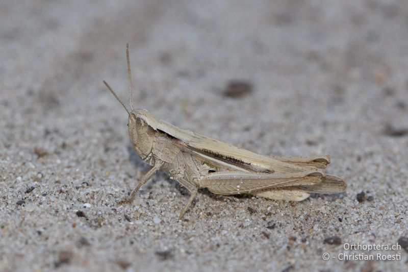 Chorthippus dichrous ♀ - HU, Bács-Kiskun, Fülöpháza, 07.07.2017