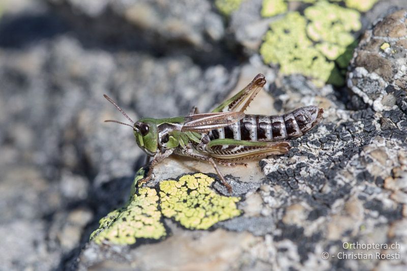 Aeropedellus variegatus ♀ - CH, GR, Muottas Muragl, 19.09.2019