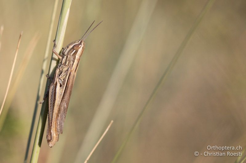 Euchorthippus pulvinatus ♀ - RU, Dobrudscha, Gura Dobrogei, 26.07.2020