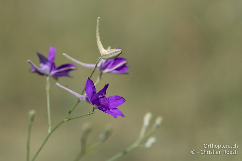 Gewöhnliche Feldrittersporn (Consolida regalis)