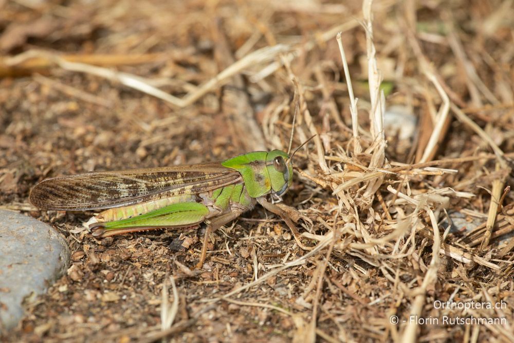 Locusta migratoria ♂ - GR, Epirus, Preveza, 07.06.2024