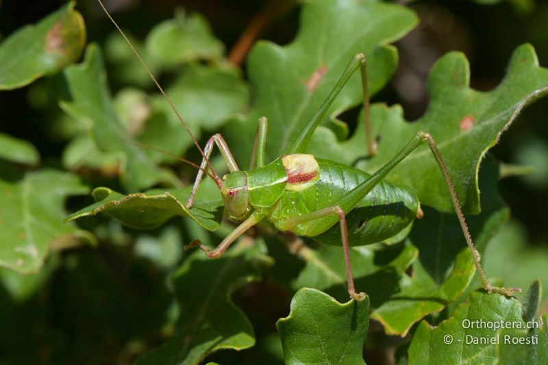 Barbitistes fischeri ♂ - FR, bei Manosque, 05.07.2014