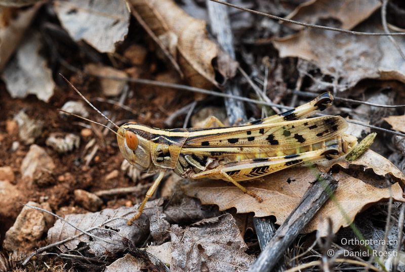 Ramburiella turcomana ♀ - GR, Westmakedonien, Klidi, 09.07.2013