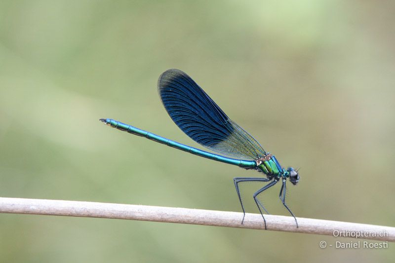 Gebänderte Prachtlibelle (Calopteryx splendens) ♂ - FR, Crau, 07.07.2014