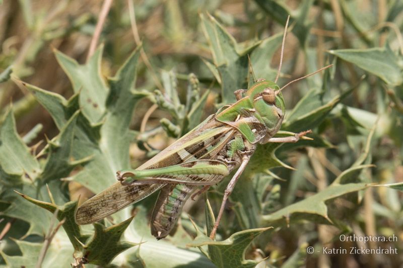 Kreuzschrecke (Oedaleus decorus) ♀ - GR, Westmakedonien, Xino Nero, 10.07.2017