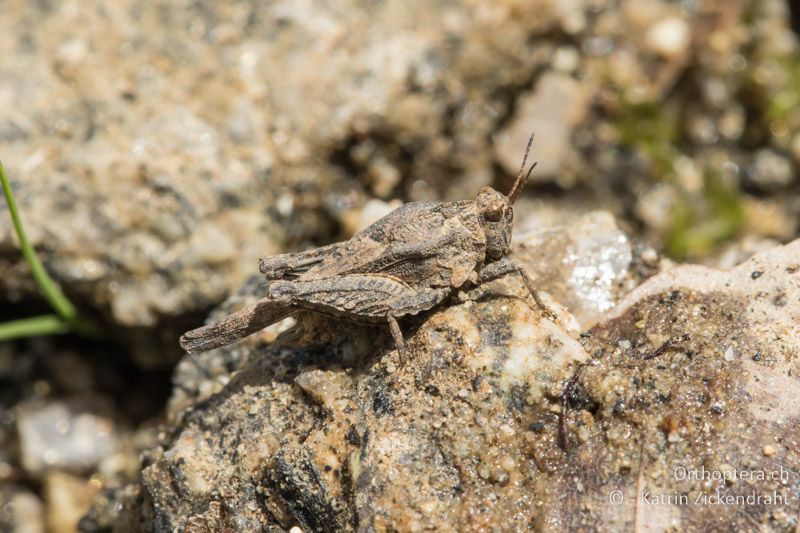 Tetrix depressa ♀ - GR, Westmakedonien, Kratero, 11.07.2017