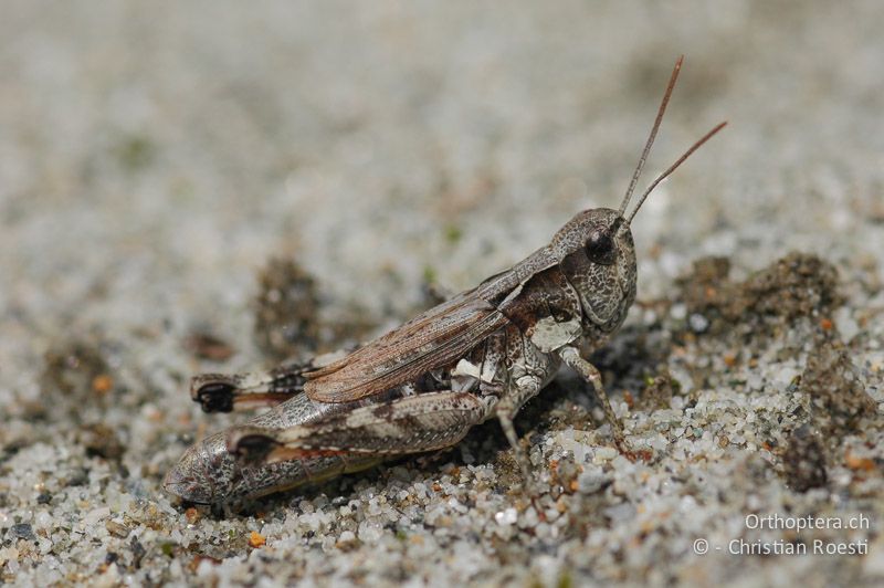 Chorthippus pullus ♀ - CH, VS, Salgesch, 23.07.2007