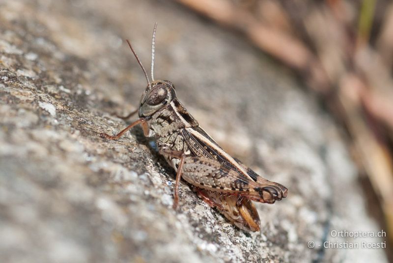 Calliptamus siciliae ♂ - CH, GR, Castaneda, 22.08.2009