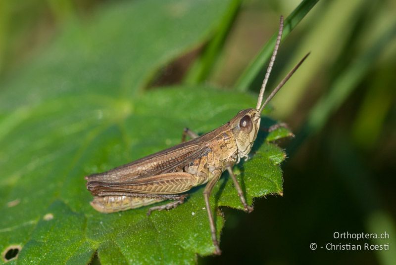 Chorthippus albomarginatus ♂ - CH, BE, Wasen, 06.09.2009